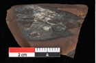 Foto (Detailansicht) von Pinus palaeostrobus Ettingshausen (NHMW-GEO-2024-0188-0194)